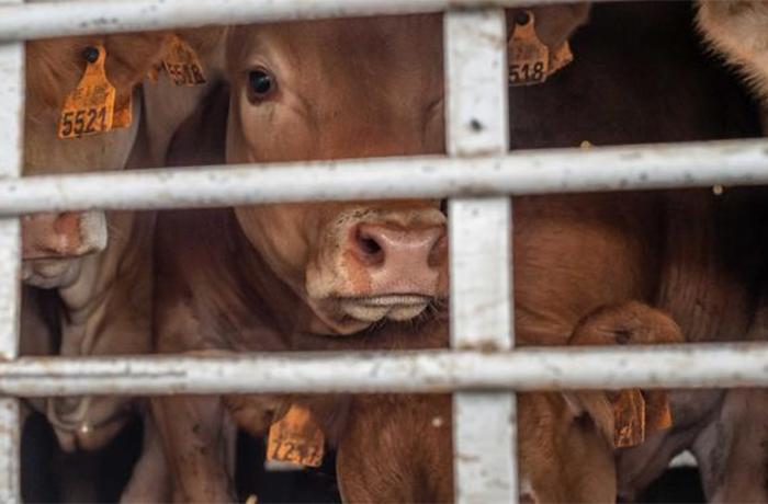 Los Pases Bajos detienen la exportacin de animales vivos