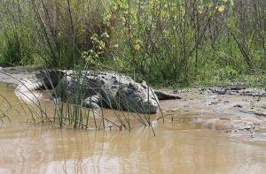 Peligro por la presencia de un cocodrilo del Nilo en el río Duero
