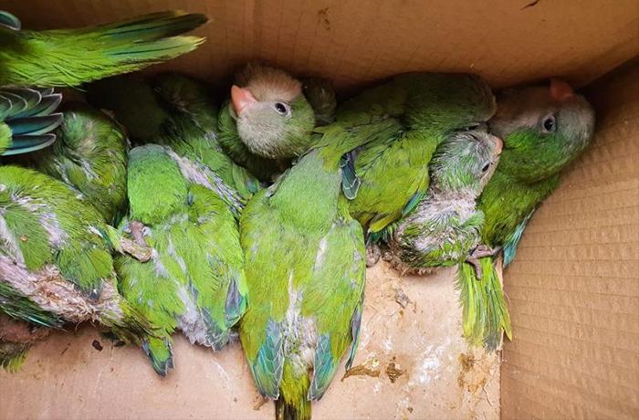 Denunciamos la muerte de varios polluelos en la poda de rboles de Vilassar de Mar