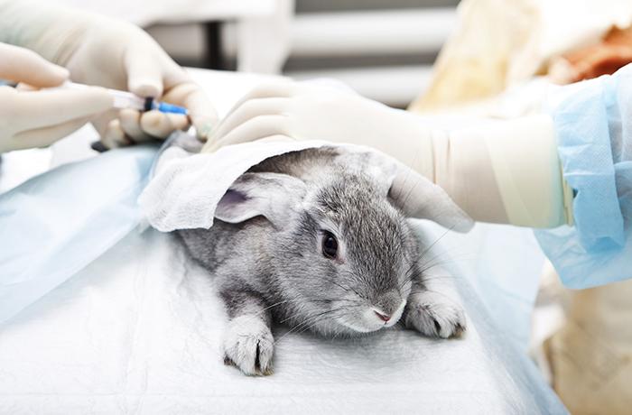 Acto contra la experimentación animal