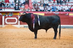 La presidenta de la Comunidad de Madrid propone matar 6 toros como homenaje a los sanitarios