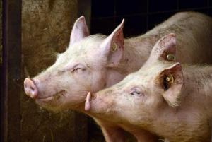  Una nueva cepa de gripe porcina podría transmitirse a humanos