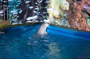 Comunicado de FAADA sobre el traslado de los delfines de Barcelona al Attica Zoological Park