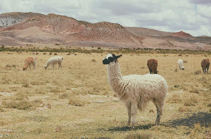 Uniqlo deja de utilizar la lana de alpaca