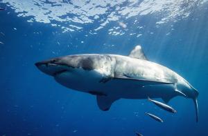 Taiwán prohíbe la pesca de 3 especies de tiburones