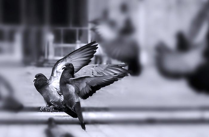 Pedimos al Ayuntamiento de Cunit la cancelación de la competición de palomas mensajeras