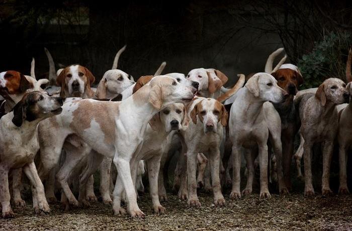 La Generalitat de Catalunya dispuesta a rebajar ulteriormente el bienestar de los perros utilizados para la caza ante la presión del sector