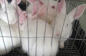 Australia prohíbe la experimentación animal para productos cosméticos