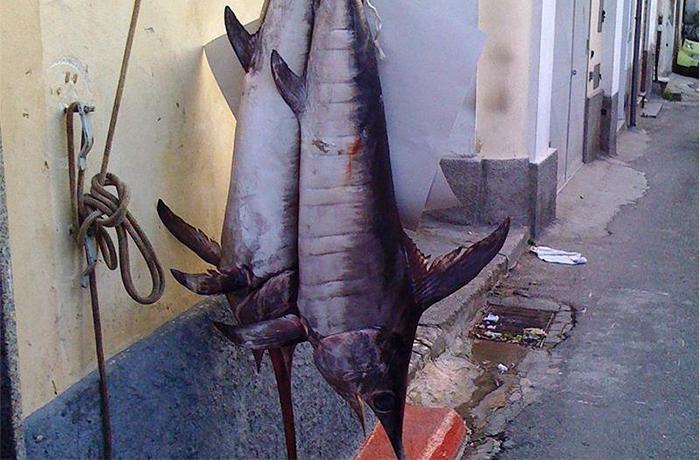 Nueva investigación revela el horror de la pesca con arpón