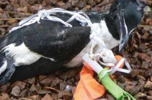 Los globos son la primera causa de muerte de las aves marinas