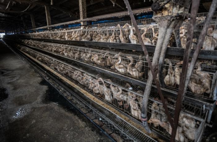 La importación de huevos de patos de Taiwán implicará terribles condiciones de vida para cientos de miles de animales