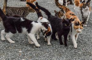 Colonias felinas: descarga la guía actualizada para su manejo