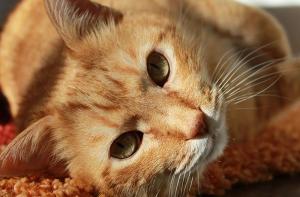 Confirmado: los gatos generan una respuesta inmunitaria eficaz contra la COVID-19 y no pueden transmitirla a las personas