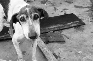 Denuncia de FAADA por el abandono de dos perros en un piso