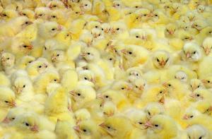 Alemania prohibirá la trituración de los pollitos macho recién nacidos