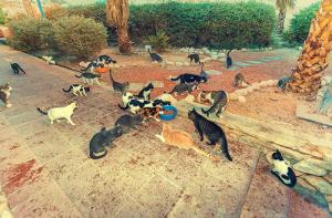 Colonias felinas: ¿cómo gestionarlas?