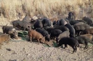 Cientos de cerdos buscan un hogar