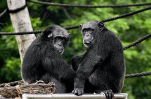 Matan a tiros a dos chimpancés que intentaban huir de un zoo de Holanda