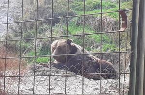 Denunciamos la situación de semiabandono de varios animales del Zoo de Almuñécar