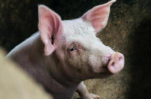 Superbacterias en la carne de cerdo de Carrefour España