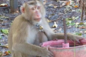 En Tailandia se siguen explotando monos para la recolección del coco