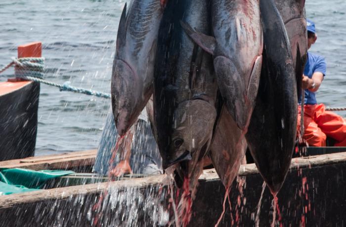 Un nuevo informe revela la desgarradora realidad de la pesca