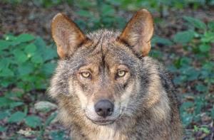 España prohibirá la caza del lobo