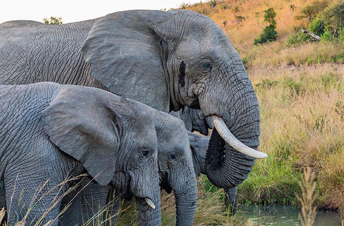 ¡Ayuda a los elefantes! Consulta pública sobre las nuevas medidas de la UE para prohibir el comercio de marfil