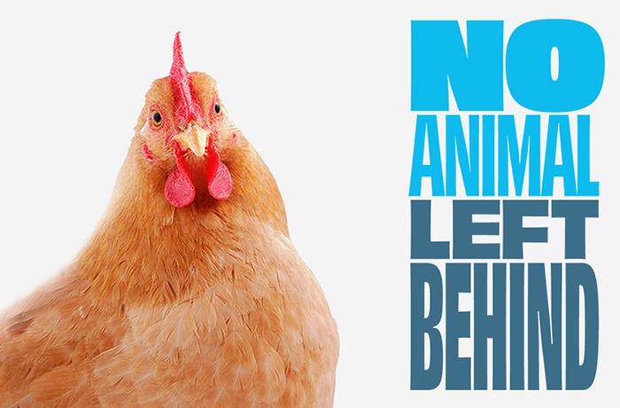 #NoAnimalLeftBehind: el 2021 puede marcar un antes y un después en la legislación europea sobre animales considerados de granja