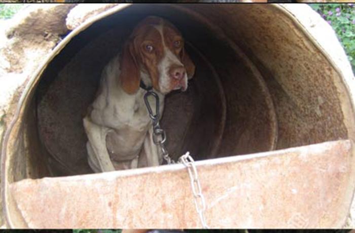 Decomisados 50 perros en muy mal estado en el municipio de Alós