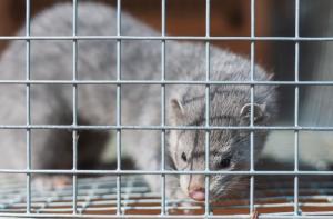 Estonia prohíbe la cría de animales para pieles