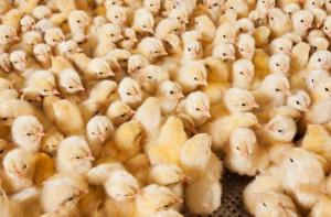 Francia prohibirá el sacrificio de pollitos macho