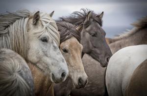 Miles de caballos abandonados vagan por los desiertos de EEUU