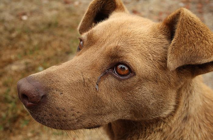 Hallados muertos una decena de perros de caza en Fuerteventura tras ser abandonados