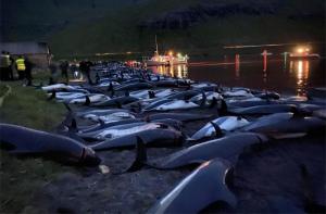 Matanza de delfines en las Islas Feroe: la presión internacional logra una primera reacción del Gobierno