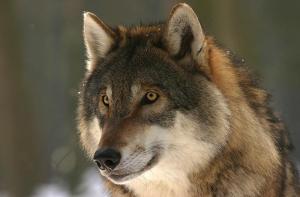 La caza del lobo ya está oficialmente prohibida en toda España