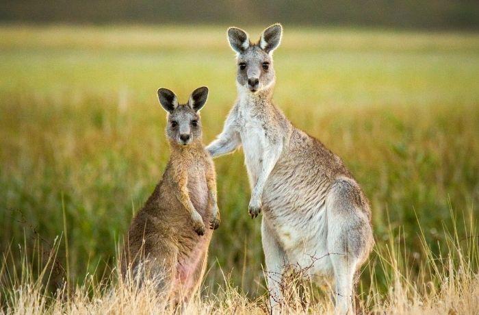 Un nuevo informe saca a la luz la terrible realidad de la caza de canguros en Australia