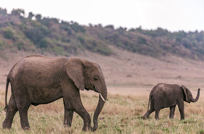 Los elefantes están naciendo sin colmillos como consecuencia de la caza furtiva