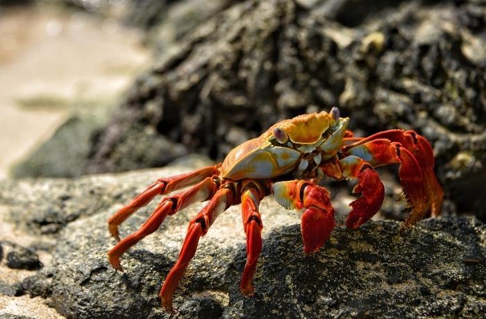 El Reino Unido reconoce crustáceos y moluscos como animales sensibles y avanza hacia una ley que prohíbe hervirlos vivos