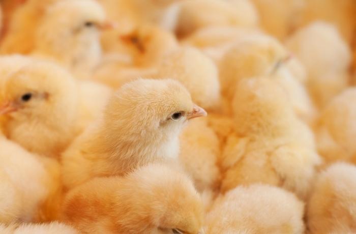 Italia prohibirá la matanza de pollitos machos