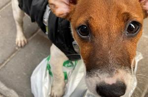 La desidia del Ayuntamiento de Sitges está poniendo en peligro la vida de un cachorro