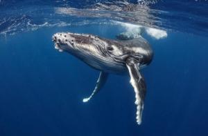Islandia pone fin a la caza de ballenas a partir del 2024