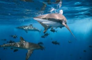 Hawái es el primer estado norteamericano que prohíbe la pesca de tiburones