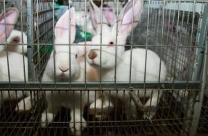 La comisión europea desoye las peticiones del parlamento europeo y no tomará medidas para eliminar los experimentos con animales