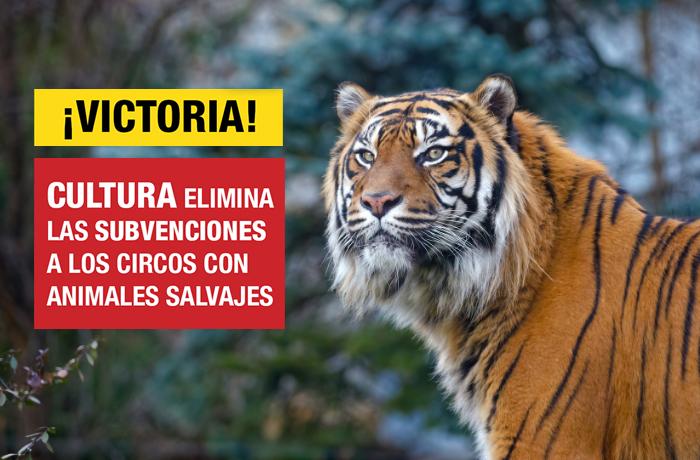 ¡Victoria! El Ministerio de Cultura de España elimina las subvenciones a los circos con animales salvajes