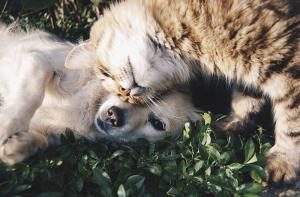 Granollers: ya se pueden pedir las nuevas ayudas de esterilización de gatos y perros
