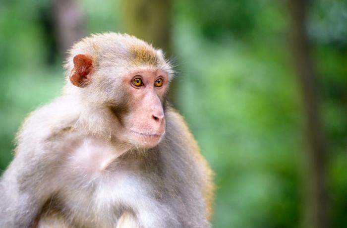 Avance: Air France dejará de transportar primates para la experimentación