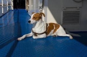 Las instalaciones PET-FRIENDLY ya están disponibles en muchos de los buques Trasmed