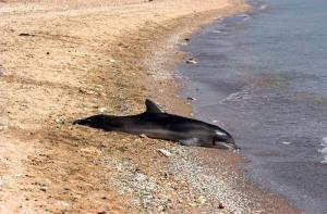 Ucrania, al menos 5.000 delfines muertos en el Mar Negro desde el inicio de la guerra