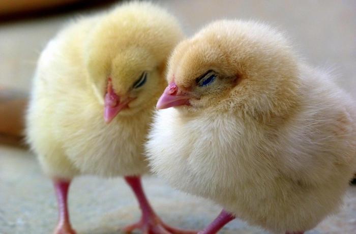 Italia prohibirá la trituración de pollitos macho